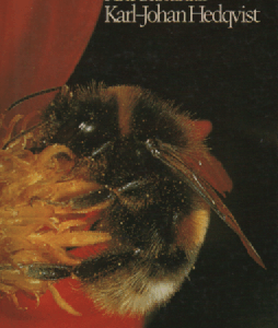 Pistiäiset : pistiäisten ulkonäkö, kehitys, elintavat ja käyttäytyminen